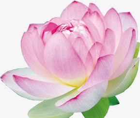 水中莲花拍摄摄影免抠