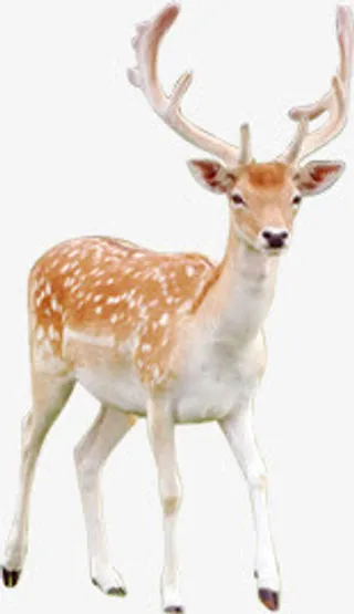 米兰森系婚礼迎宾图片免抠