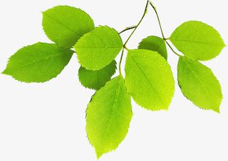 手绘春季树叶树枝免抠