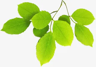 手绘春季树叶树枝免抠