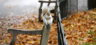 公园长椅上的松鼠高清