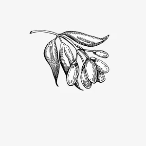 手绘黑色线条枸杞免抠
