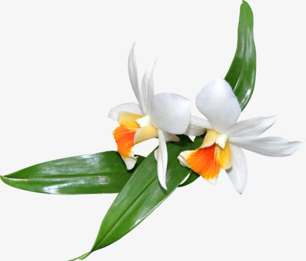 实拍白色花朵绿叶免抠