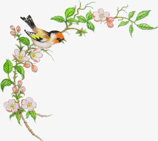 花鸟边角修饰免扣透明png高清图片免抠