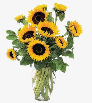 透明花瓶里的向日葵免扣透明png高清图片免抠