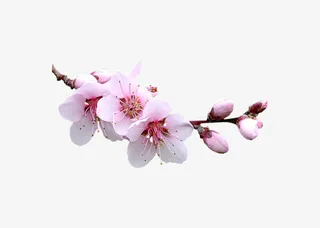 粉色的梨花免抠