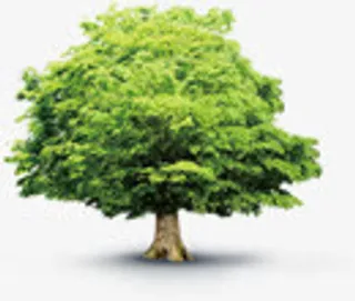 绿色时尚春天公园美景树木免抠