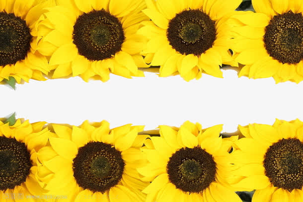 太阳花边框免抠