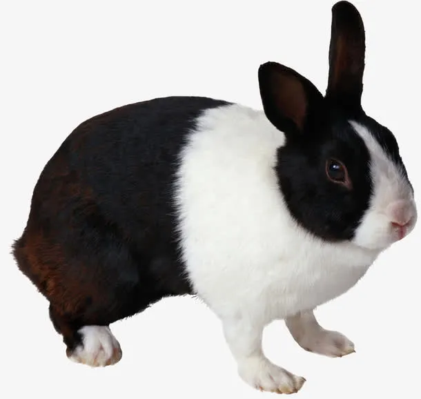 兔子免抠