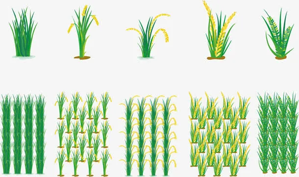 矢量图粮食种植免抠