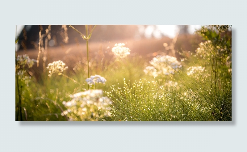 小清新花草海报素材高清