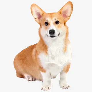 实物蠢萌小柯基狗狗免抠