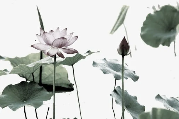 荷花免抠
