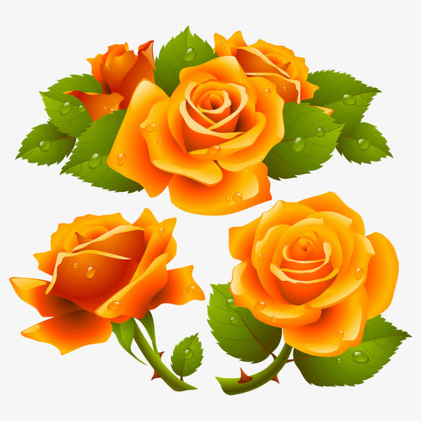 玫瑰花免抠