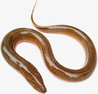 一条黄鳝特写镜头免抠 一条黄鳝特写镜头免抠