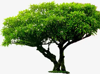 清新春季茂密的大树景观免抠