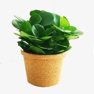 青叶碧玉花豆瓣绿盆栽免抠