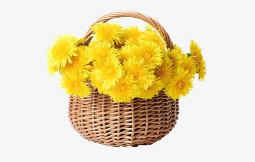 黄色菊花花篮田园风免抠