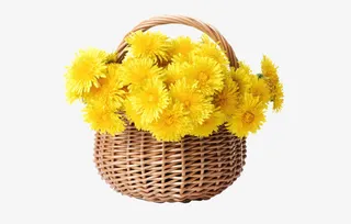 黄色菊花花篮田园风免抠