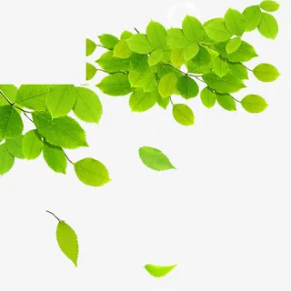 绿色清新树叶免抠