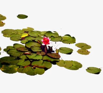 漂浮的荷叶免抠