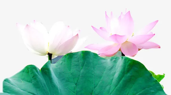荷花荷叶免抠