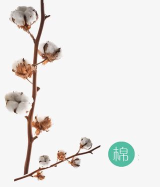 棉花免抠