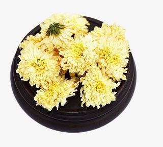 一级贡菊特写免抠