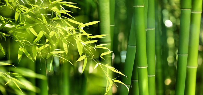 绿色竹林高清