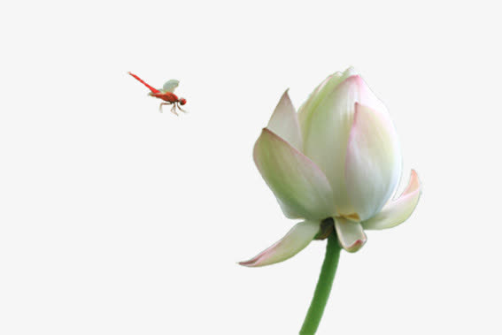 蜻蜓与荷花免抠