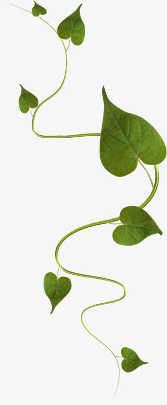 藤蔓免抠装饰植物元素