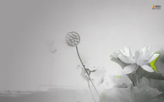 白色荷花唯美时尚免抠