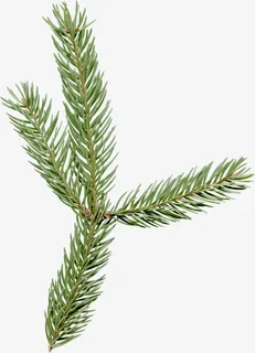 松树叶子免抠