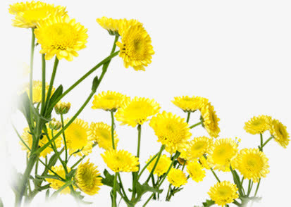 黄色卡通花朵美景春天手绘免抠