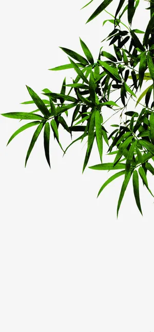 夏日绿色竹林设计插画免抠