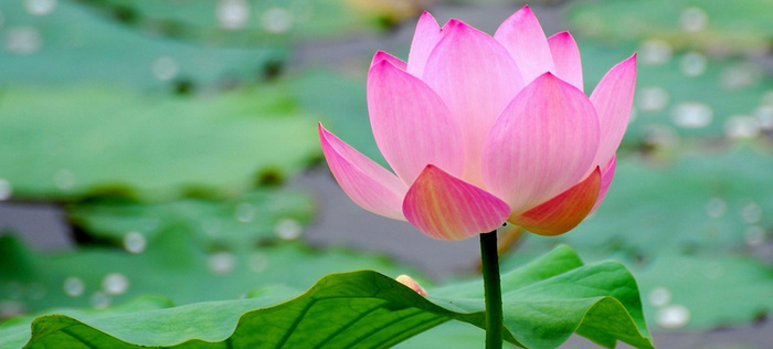 夏日荷花背景图高清