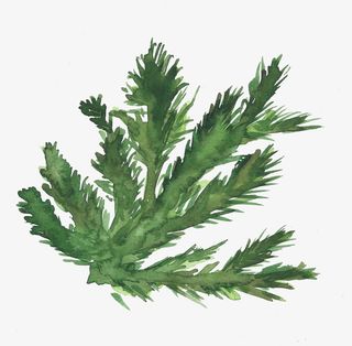 绿色松树枝免抠