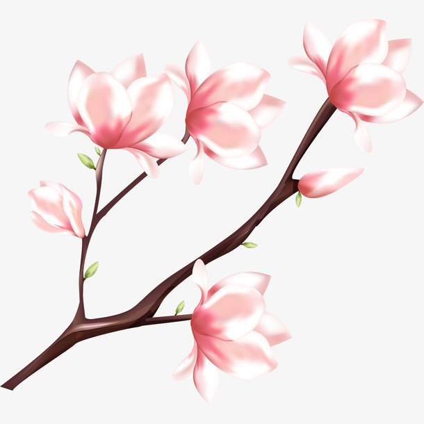 桃花的盛开免抠