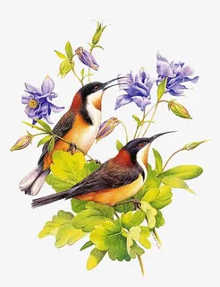 花鸟工笔画免抠装饰动物元素 花鸟工笔画免抠装饰动物元素