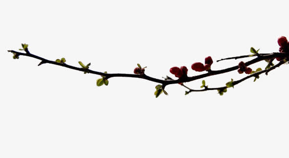 桃花树枝免抠