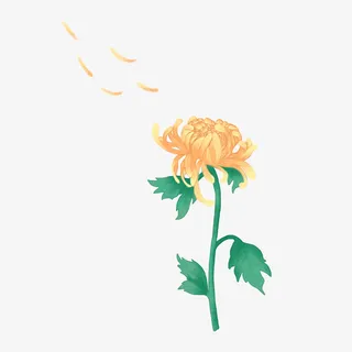 重阳节黄菊花赏菊插画素材免抠