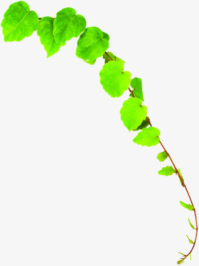 春天清新绿藤蔓植物装饰免抠