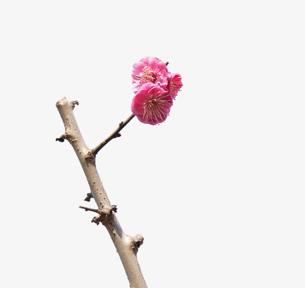 粉色樱花免抠