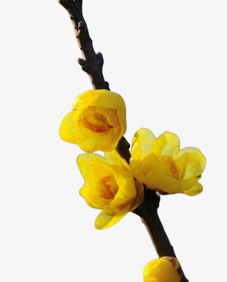 黄色腊梅梅花免抠