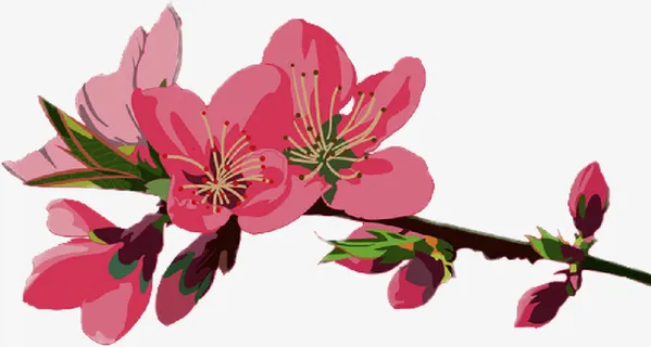 春天手绘桃花免抠