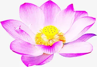 盛开紫色荷花海报背景七夕情人节