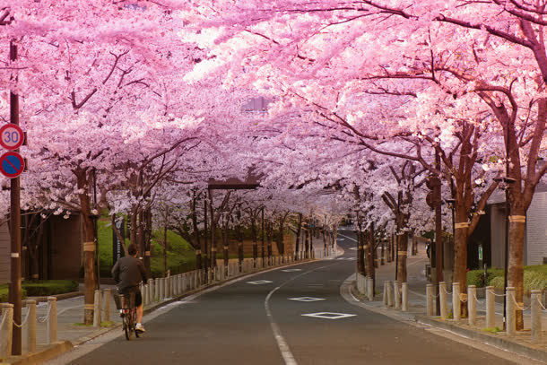 唯美樱花公路摄影图免抠