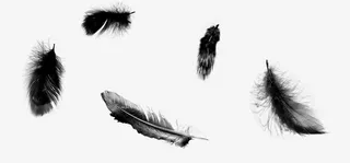 黑色羽毛免抠