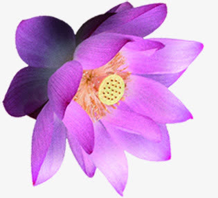 荷花紫色盛开七夕免抠