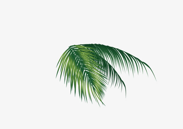 椰子树叶子免抠